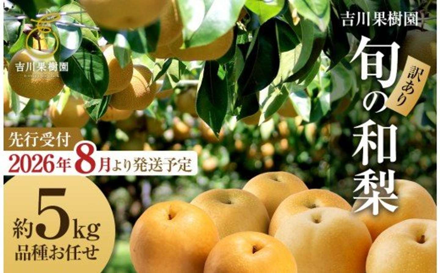 宮城県 角田市「【訳あり】旬の和梨　約５kg【吉川果樹園】」10000円（ふるさとチョイスより）