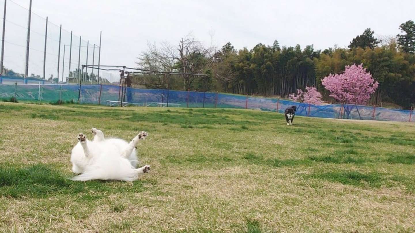 くーさんママ（＠kukuri_shibainu）さんの投稿より、再掲