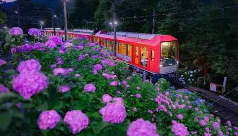 箱根の初夏の風物詩「夜のあじさい号」5／13予約スタート　エモすぎる絶景車窓を見逃すな【運行：6／13～6／30】