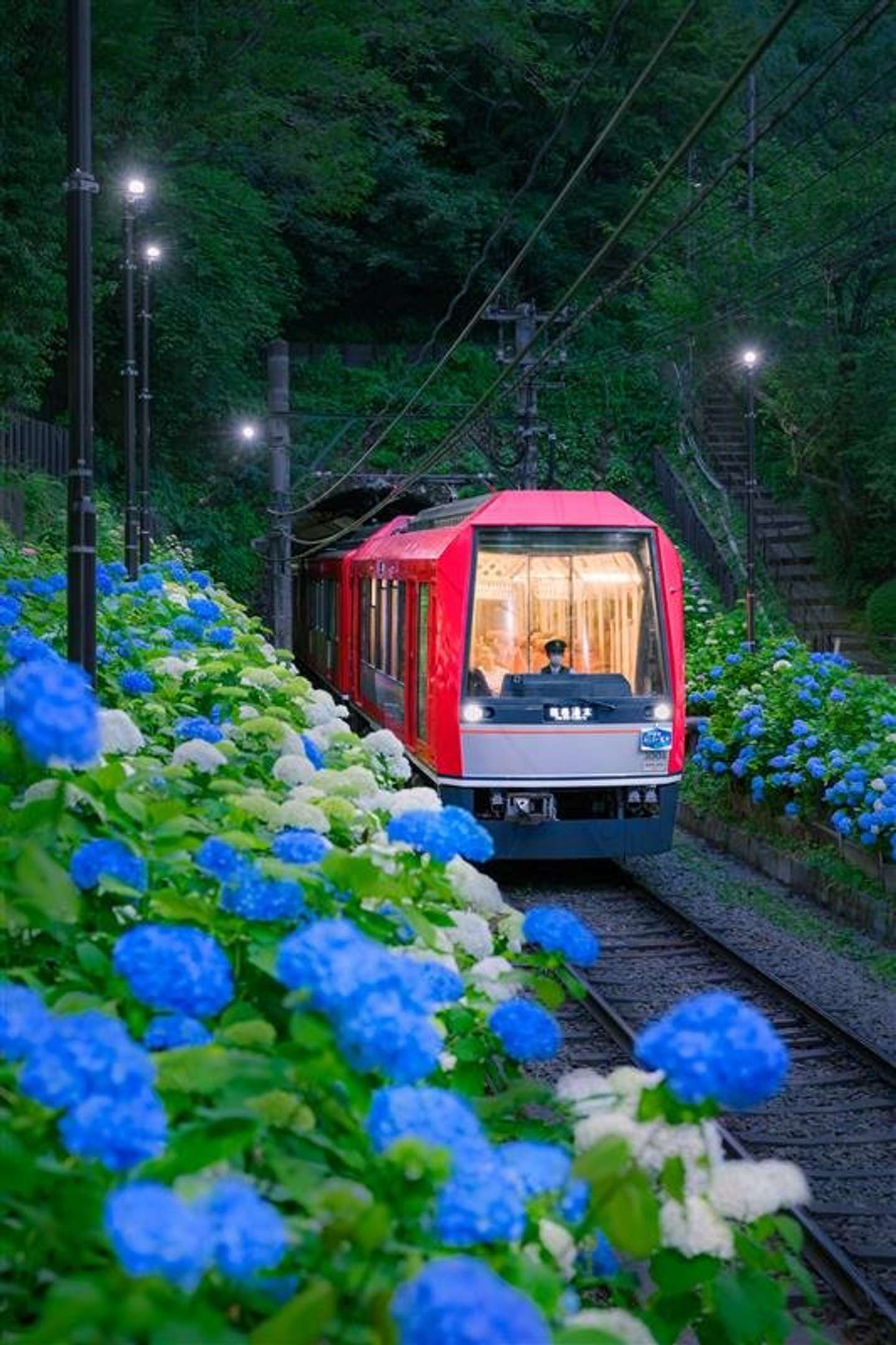 電車の外には「あじさいの壁」（画像は小田急箱根グループ公式X「箱根ナビ」の2025年の投稿より）