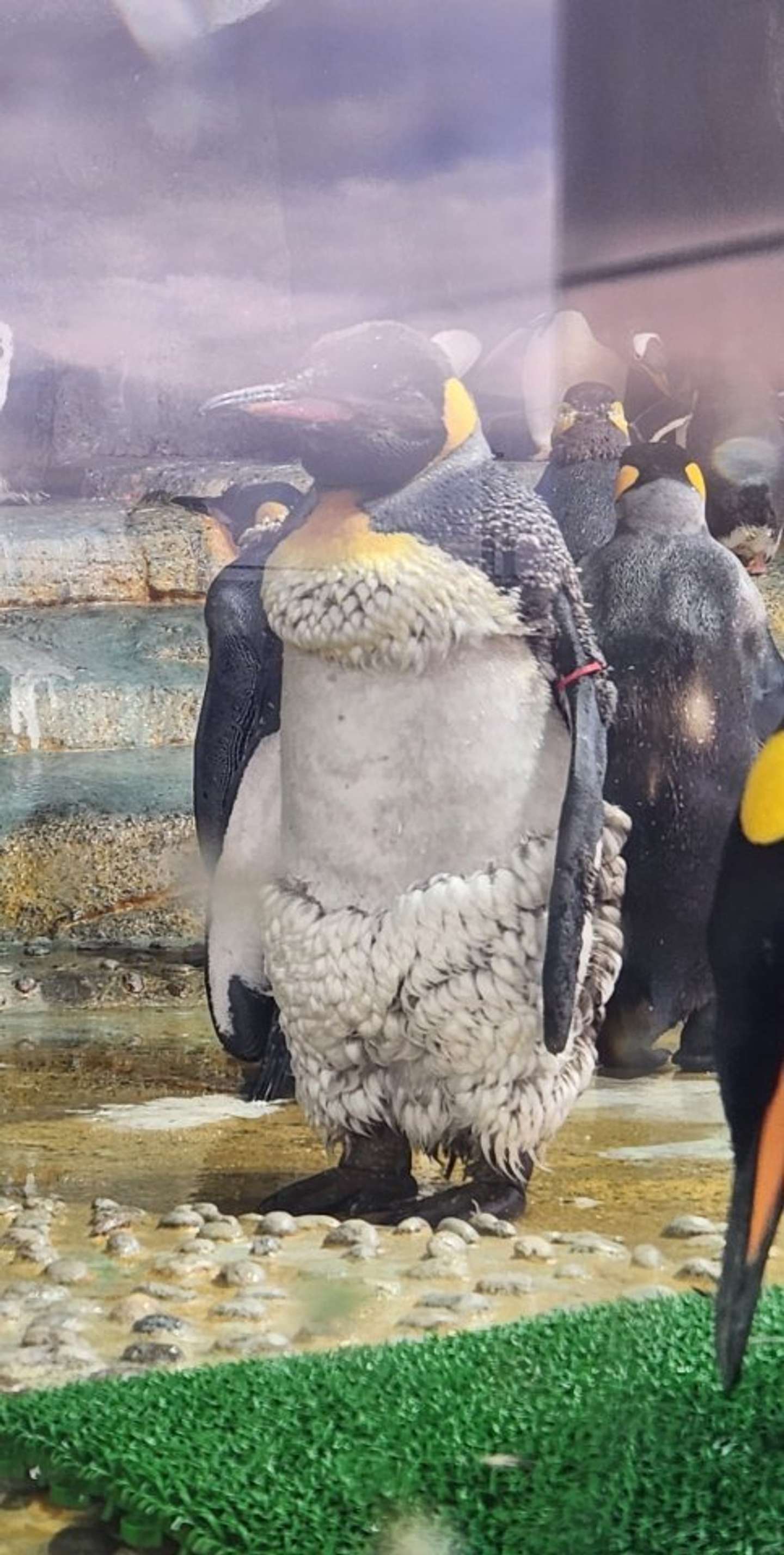 P for Penguin（＠tulls16）さんの投稿より