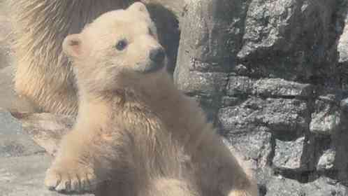 「白くてでっかいテディベア」「とんでもない可愛さ」　赤ちゃんシロクマの〝ぬいぐるみ感〟に8.8万人もん絶