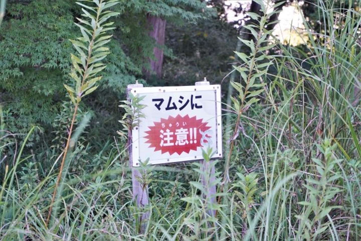 マムシに咬まれて...（画像はphotoAC）
