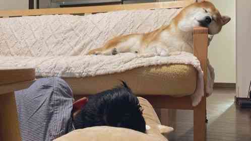 「さすが、柴」「愛を感じる」　柴犬と飼い主の〝上下関係〟わかる写真に2.4万人破顔