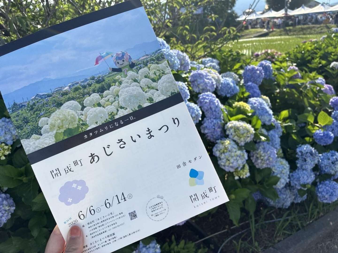 開成町あじさいまつり、開催中（筆者撮影、以下同）