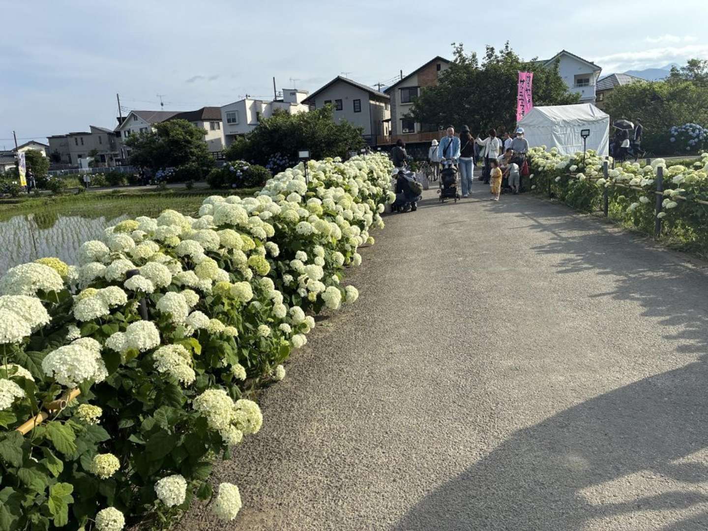 開成町らしいのどかな風景 