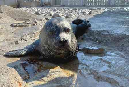母は「ウニ」、父は「ホタテ」　横浜・八景島シーパラダイスで「ゼニガタアザラシ」赤ちゃん2頭目誕生