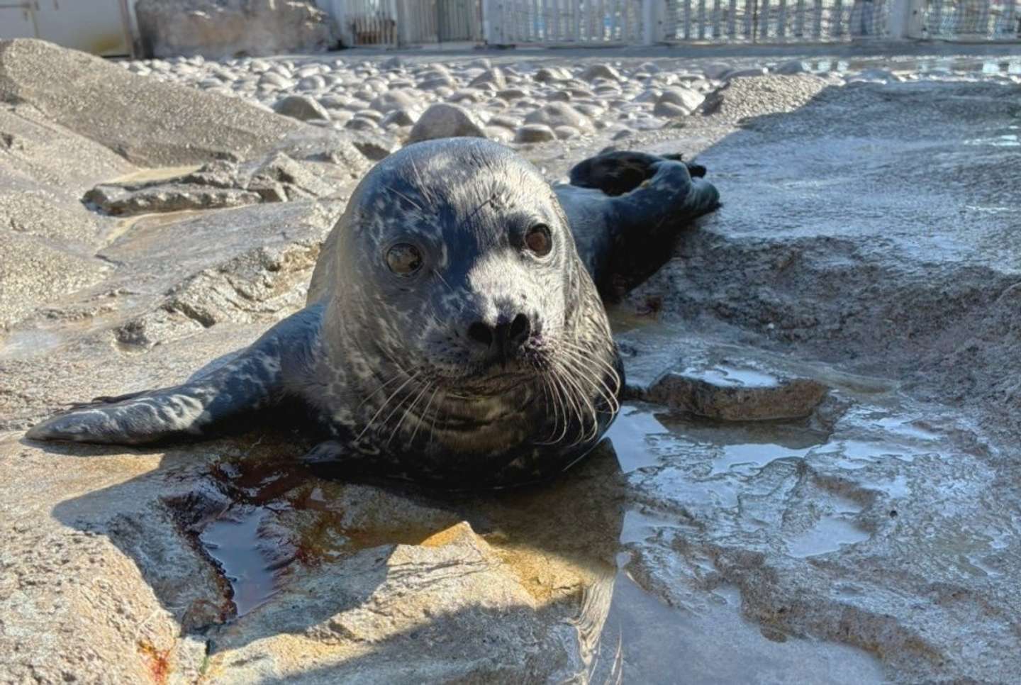 6月16日に誕生したゼニガタアザラシの赤ちゃん（提供：横浜八景島）
