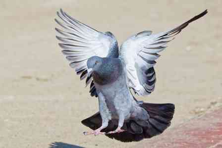 ある朝、鳩を見つけて（画像はphotoAC）