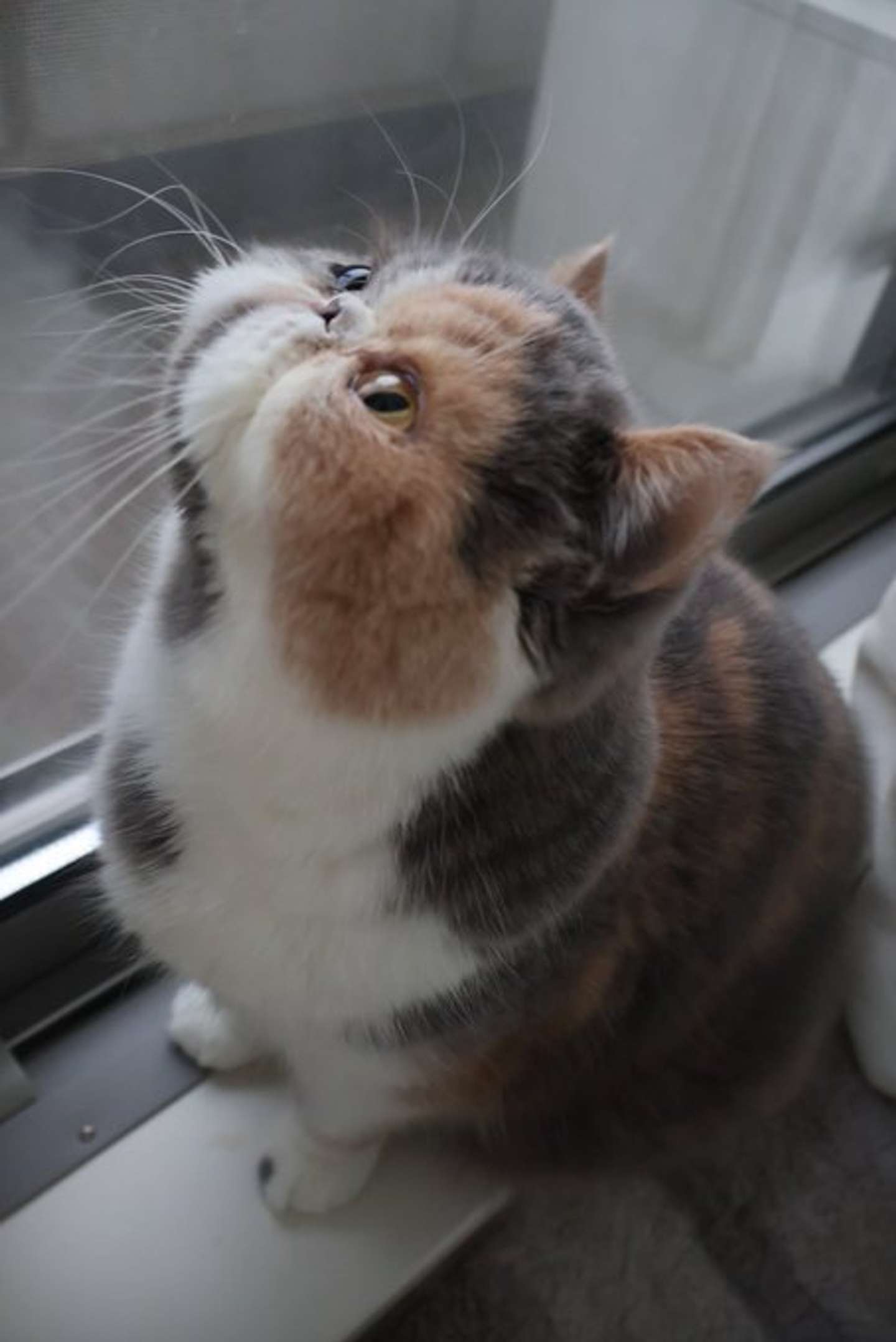 甘えん坊のマロンちゃん