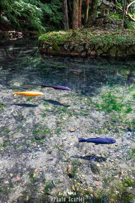 栃木・佐野では〝鯉が宙に浮く〟らしい　「出流原弁天池」で激写された不思議な絶景に3.6万人感動