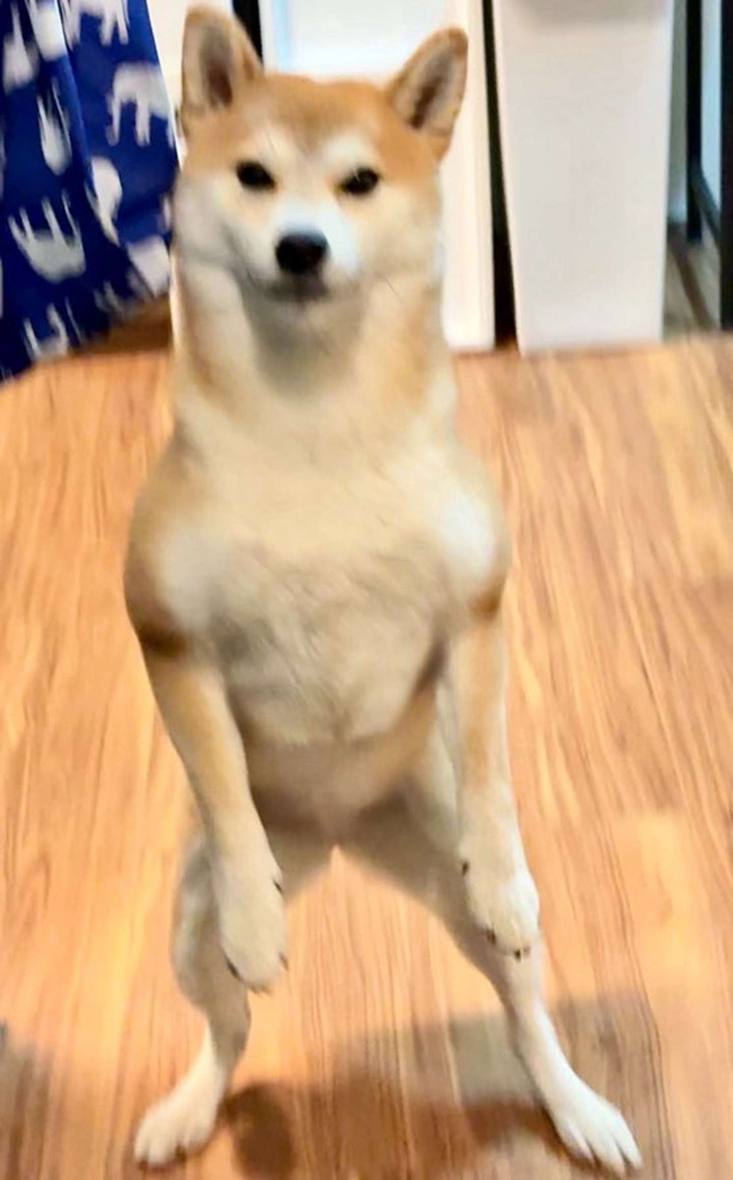 舎弟...？（＠shiba_tukuneさんの投稿より）