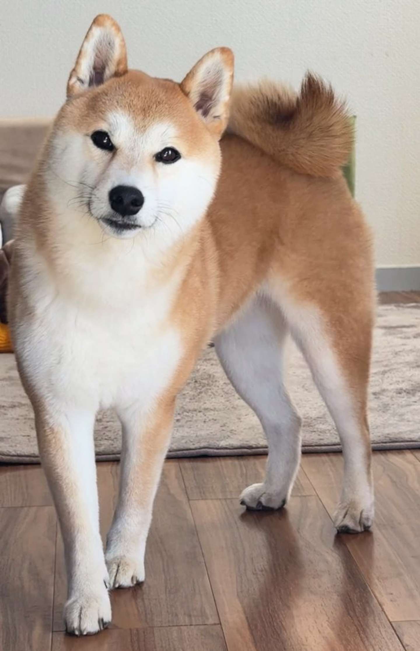 今は5倍に！（＠shiba_tukuneさんの投稿より）