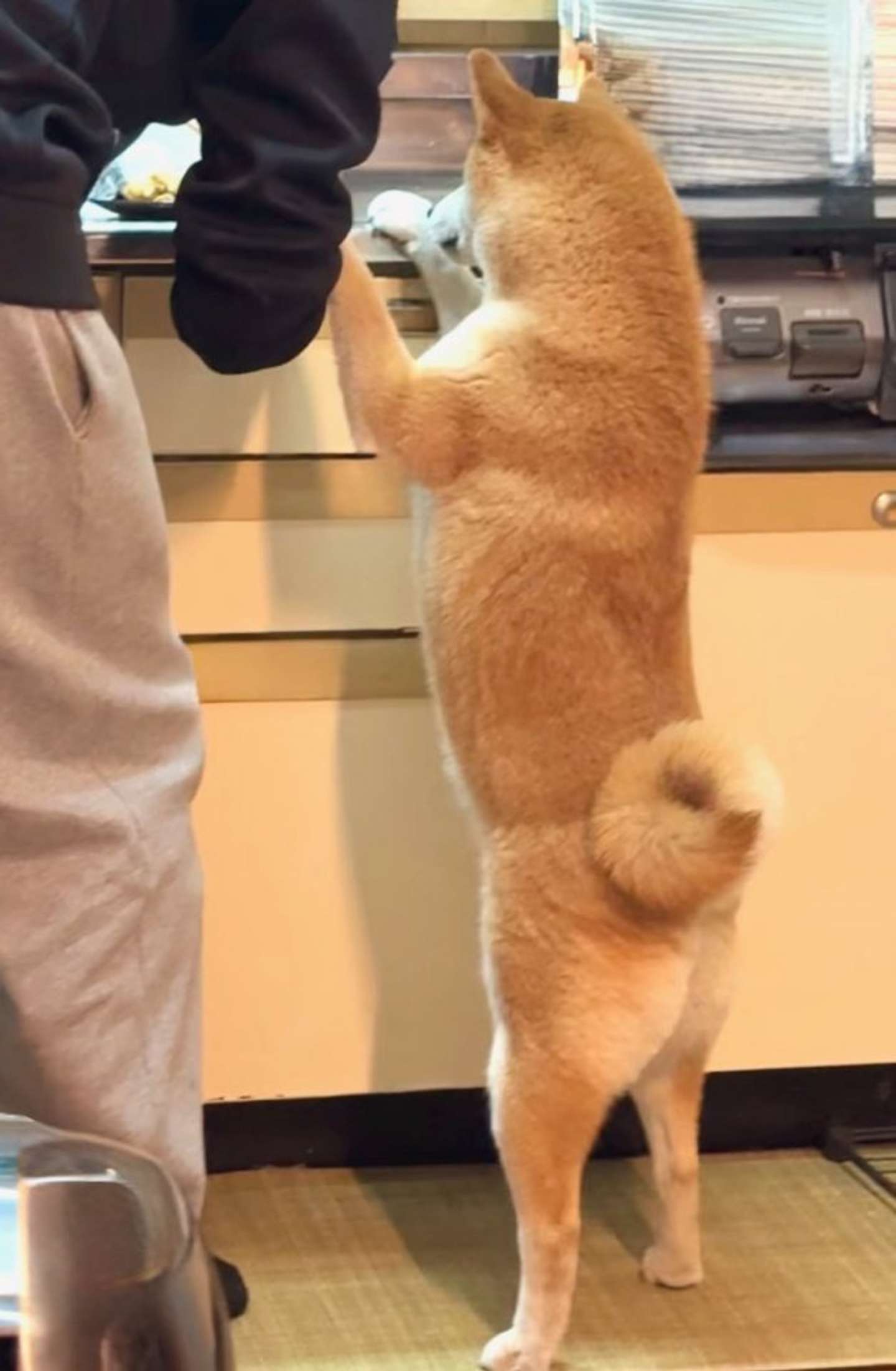 食欲旺盛！？（＠shiba_tukuneさんの投稿より）
