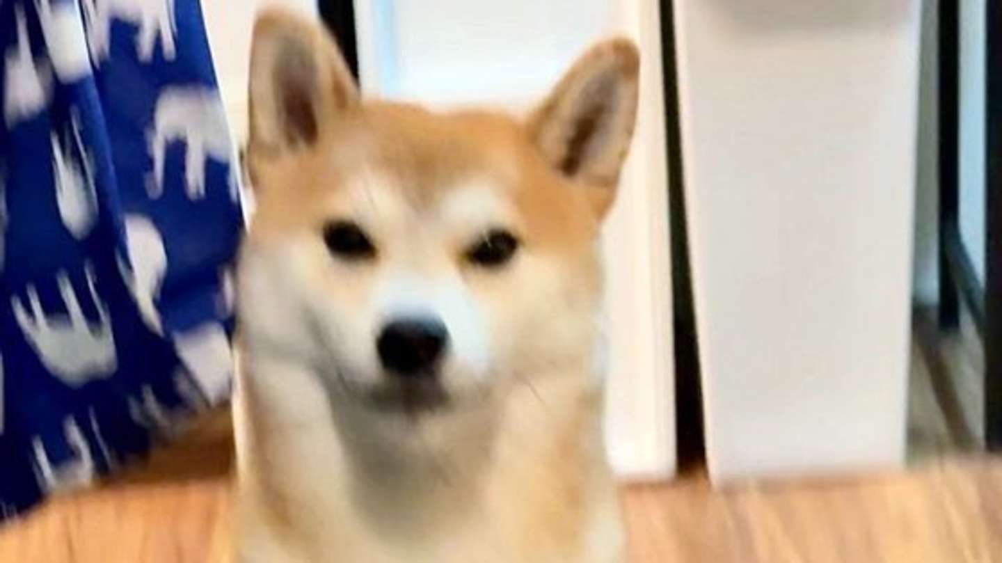 ＠shiba_tukuneさんの投稿より