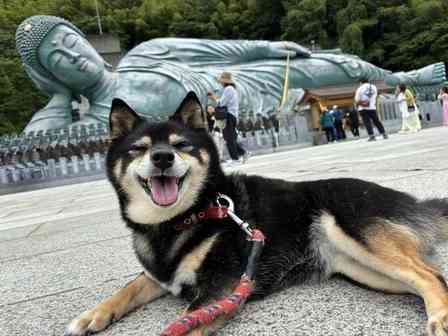 涅槃像の前で〝寝ワン〟する超絶笑顔の柴犬さん　最高のツーショットに3.7万人もニッコリ　