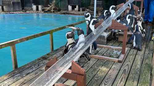 ペンギンも〝夏の風物詩〟満喫中　あわしまマリンパークの恒例イベントに2.2万興奮「ずっと見てたい」