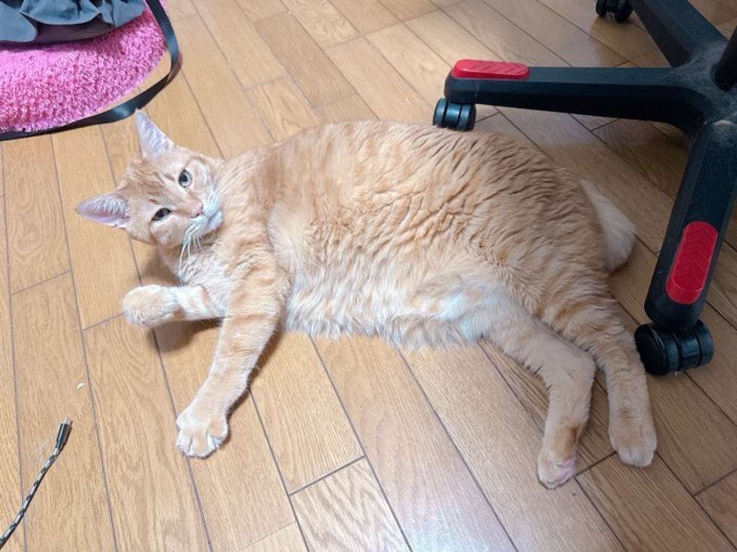 ねこぴったー（＠napitter_cat）さんの投稿より「マッマにマイケル・ザ・ハットって言われてる」とのこと