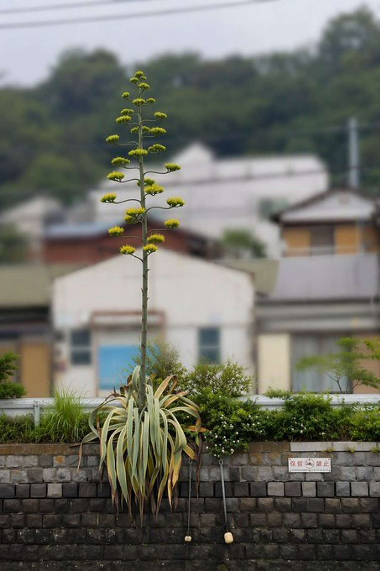 不思議な姿の植物（画像は「横浜市交通局」@yokohama_koutuuさんの投稿より）