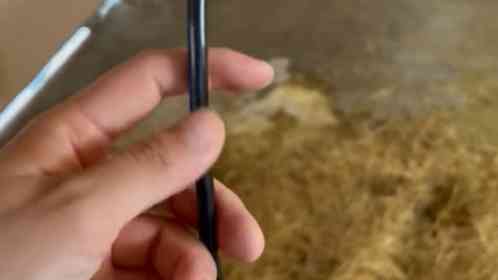 「ヒクイドリの部屋」から〝謎の棒〟発見される　黒くて硬くて...これは何？動物園に聞く