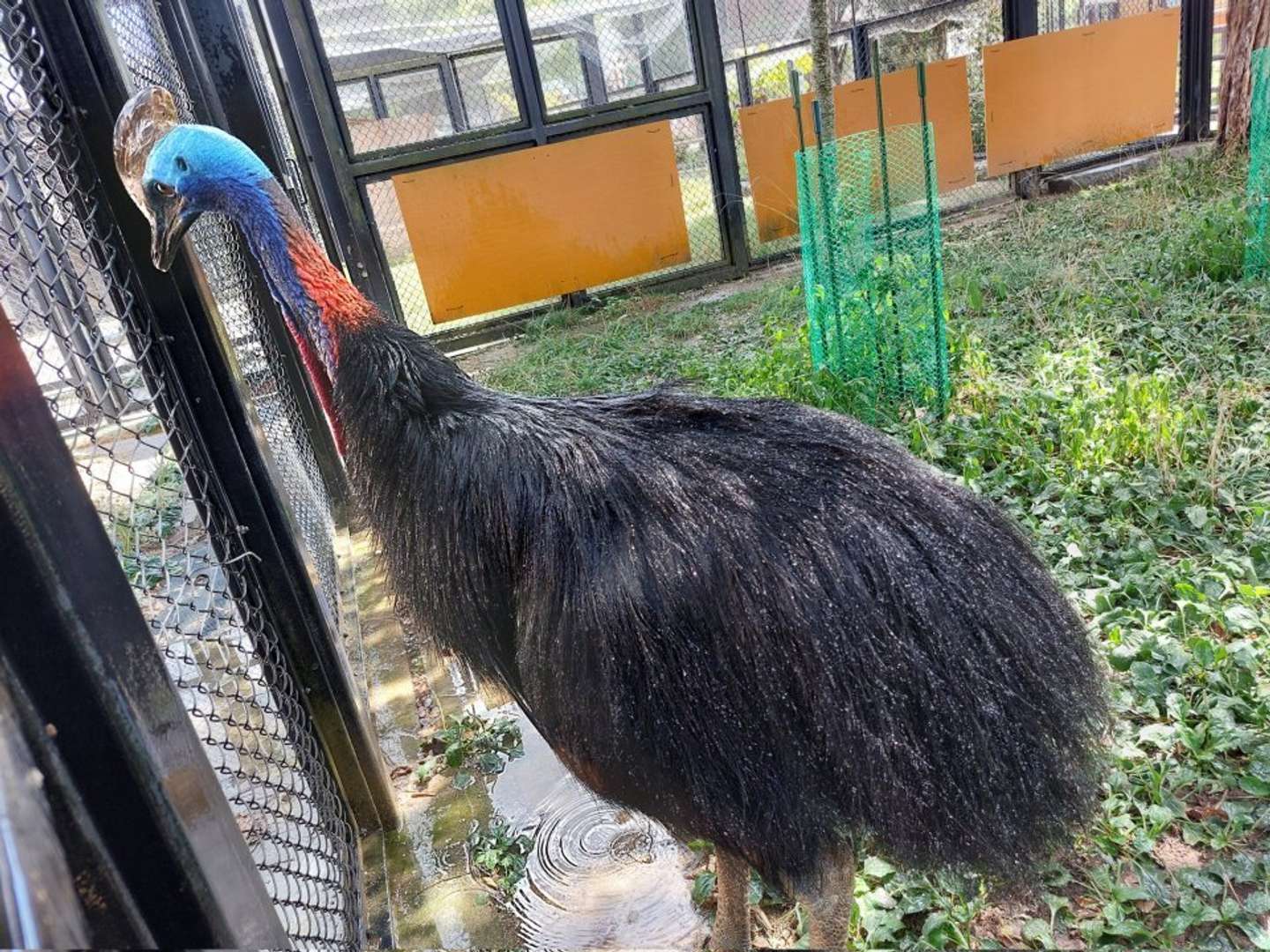 ヒクイドリの「チコ」（画像はタカオ福山動物園の公式Xより）