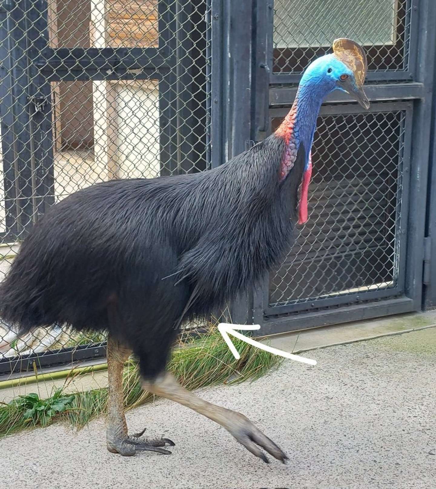 翼の「羽軸」が落ちたもの（画像はタカオ福山動物園の公式Xより）