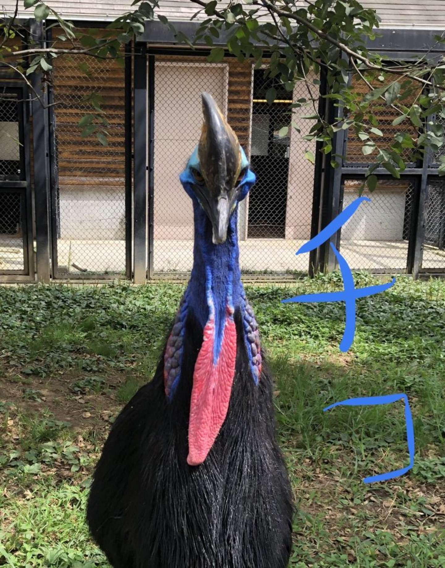 正面から見た「チコ」（画像はタカオ福山動物園の公式Xより）