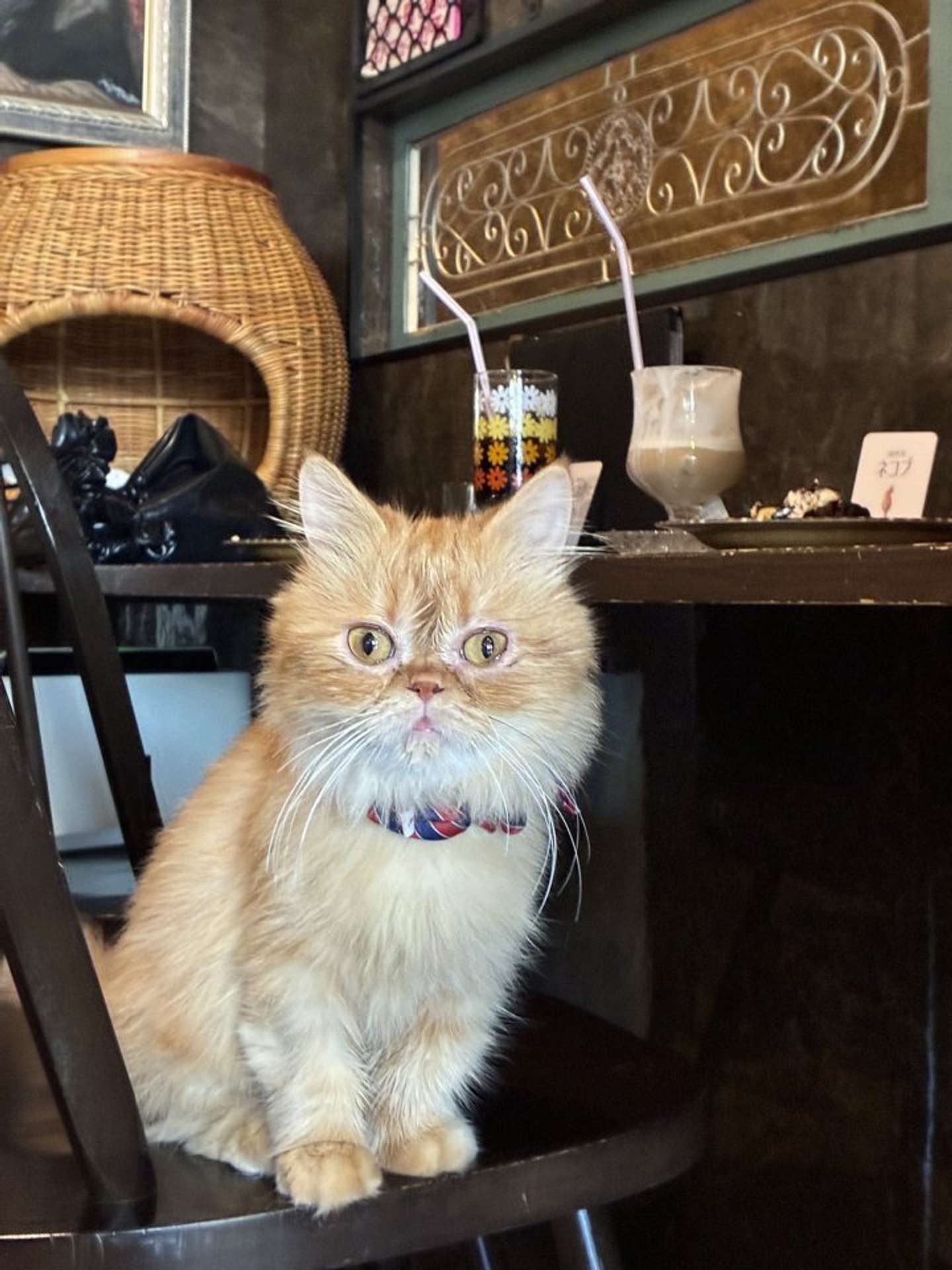 椅子の上にも（画像提供：猫喫茶ネコブ）