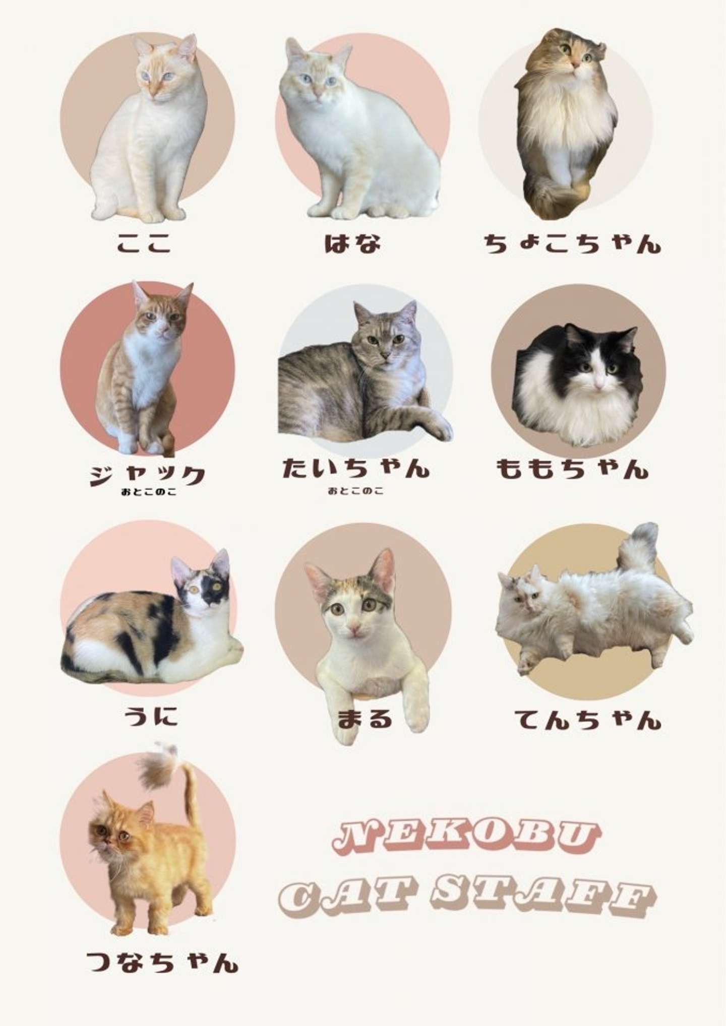 店内の「ネコハラ犯」たち（画像提供：猫喫茶ネコブ）