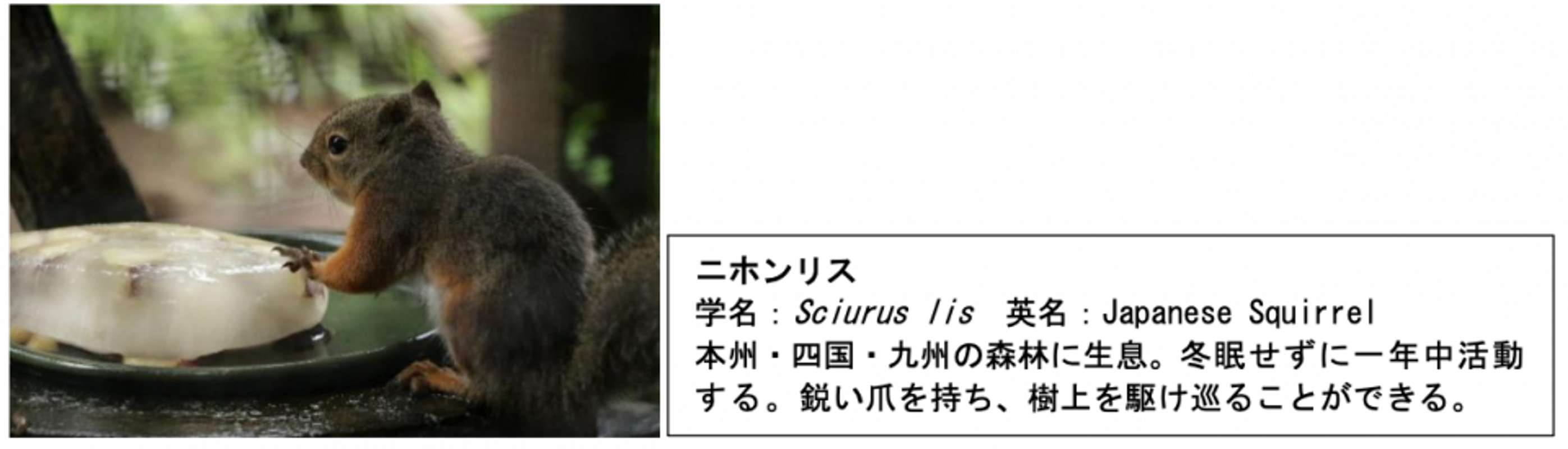 画像はプレスリリースより