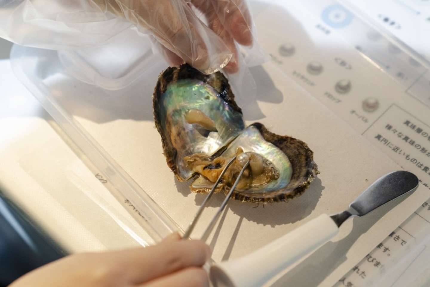 真珠を自分で...？（画像提供：京都水族館）