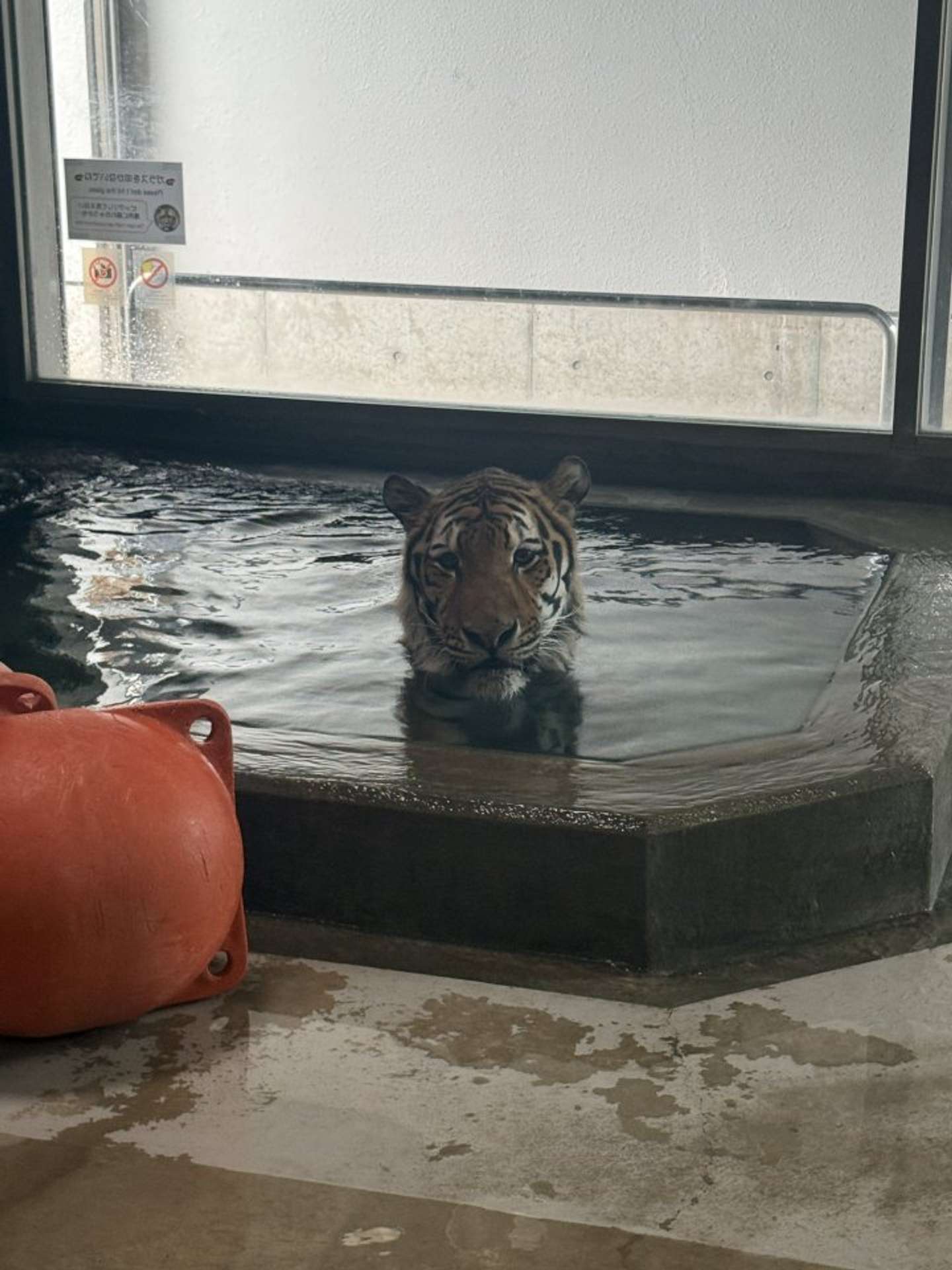 チャプン...（画像は天王寺動物園公式Xより）