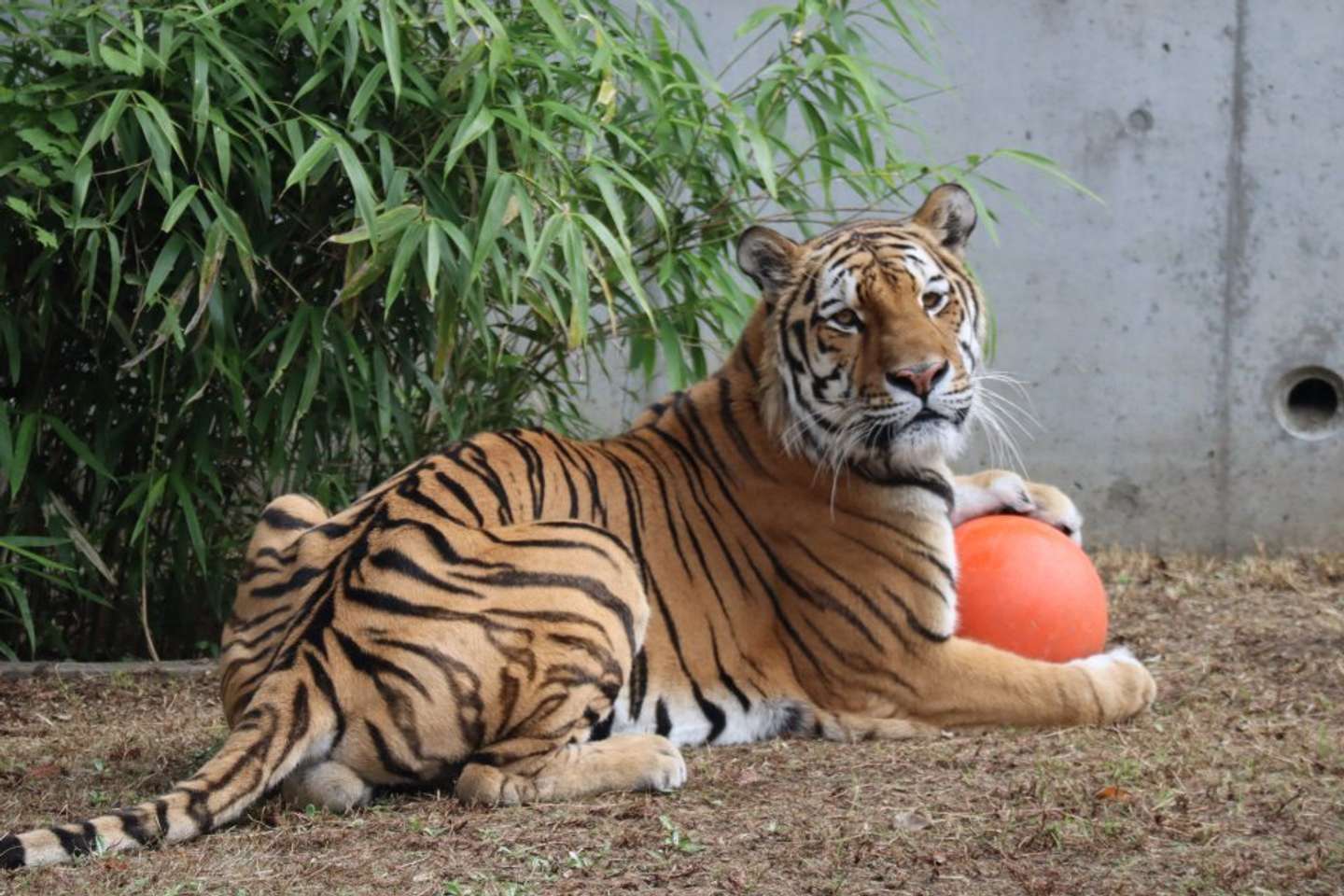 アムールトラのショウヘイ（画像提供：天王寺動物園）
