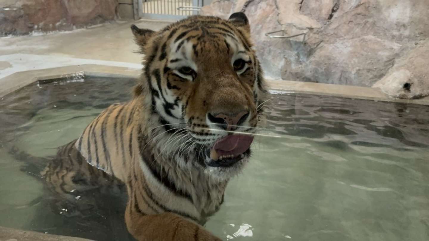 プールにはよく入る（画像提供：天王寺動物園）