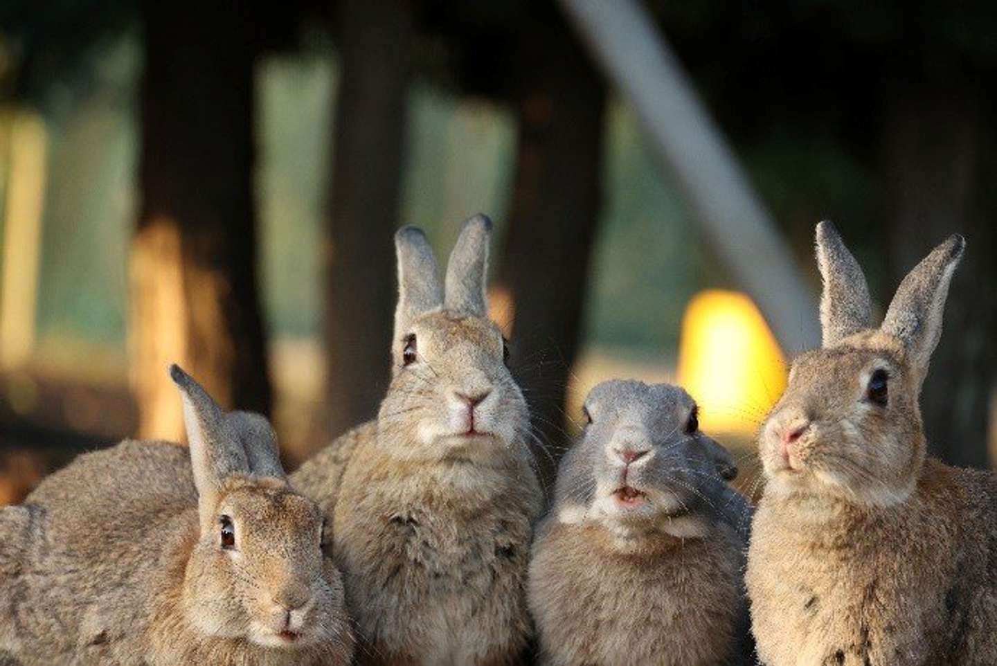 島内に棲息する野生のうさぎ（画像はプレスリリースより）