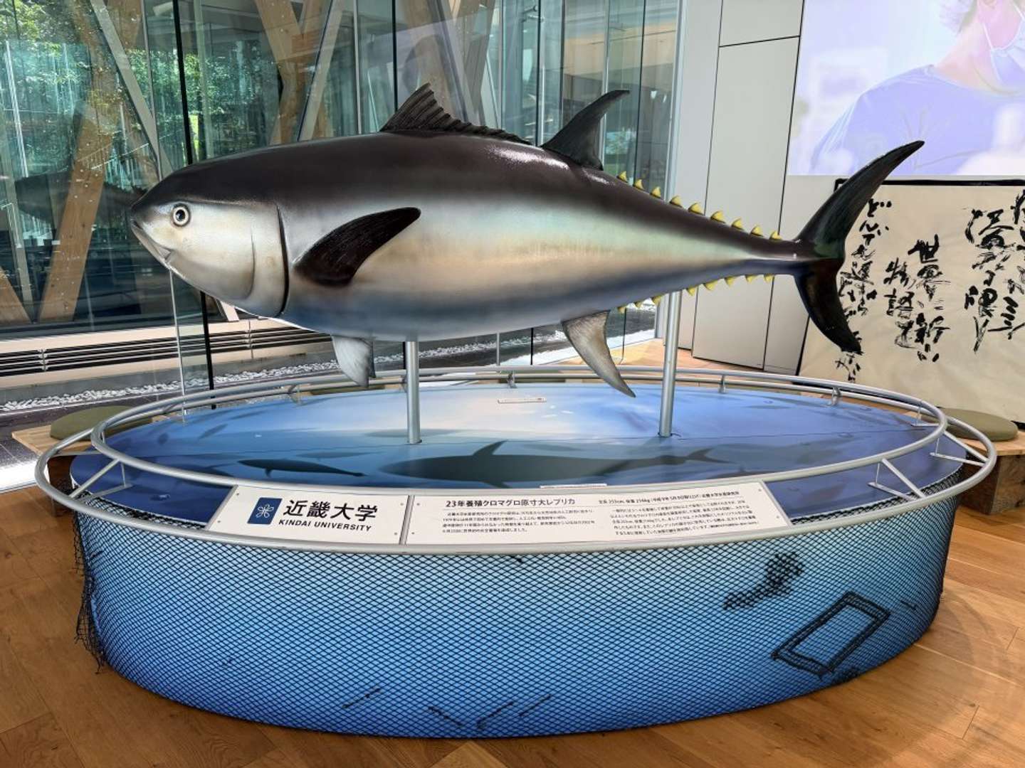 クロマグロの原寸大レプリカ（画像提供：近畿大学広報室）
