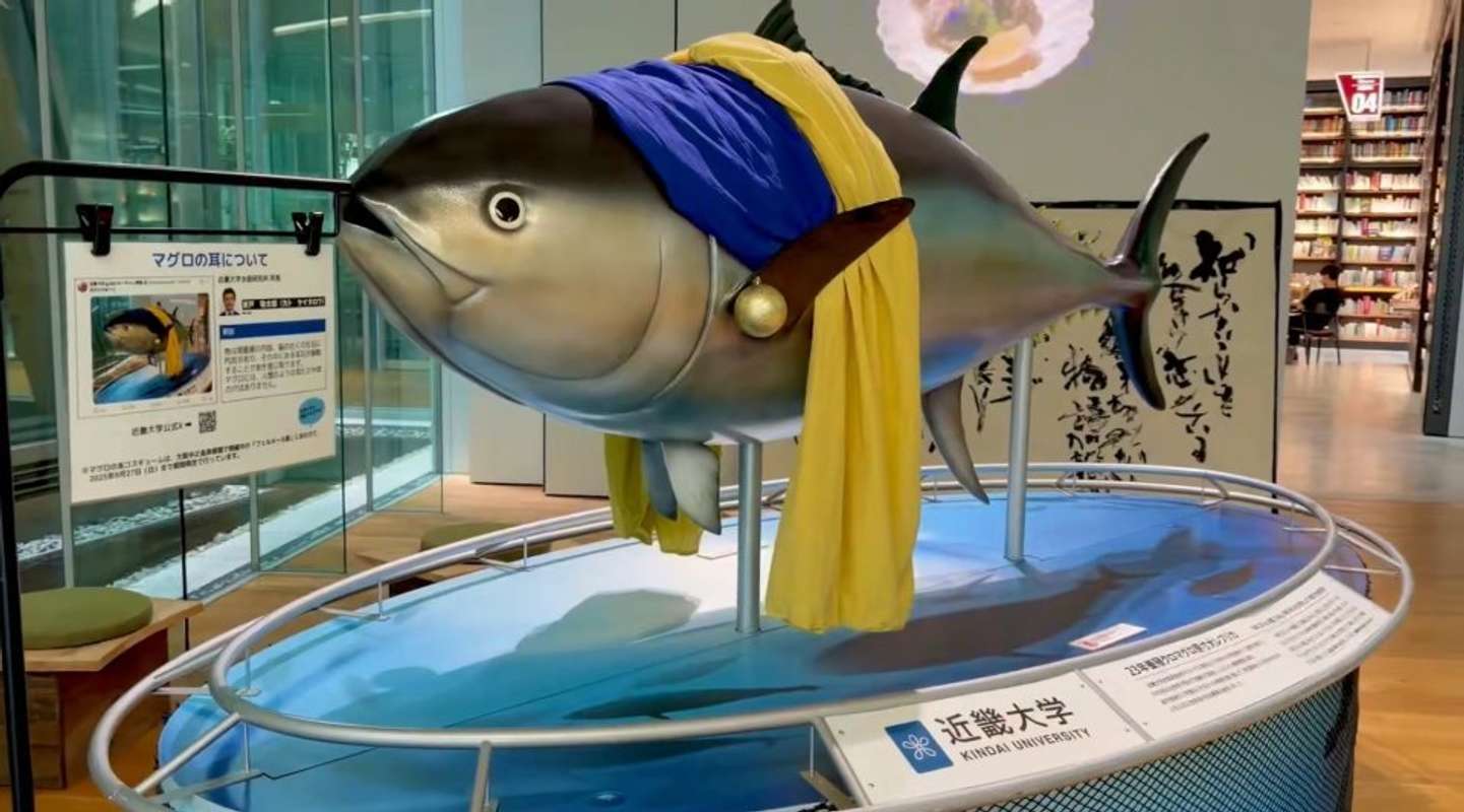 耳じゃなくヒレ（画像は近畿大学公式Xより、編集部でトリミング）
