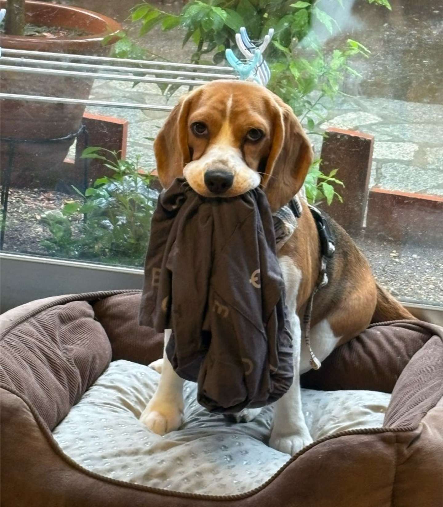 ＠beagle_0408さんの投稿より、ズボン奪取