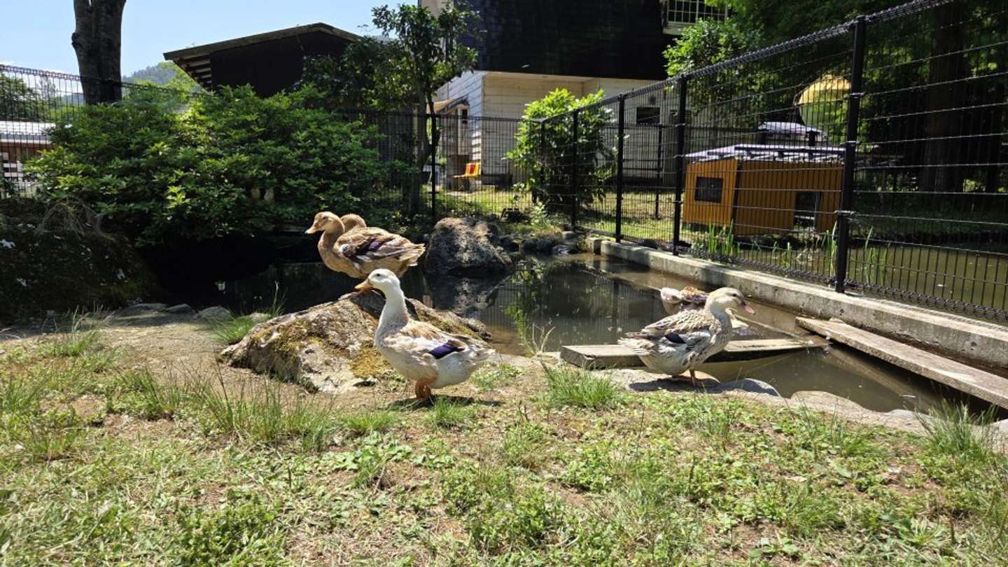 樽ケ橋遊園のアイガモたち（画像提供：樽ケ橋遊園）
