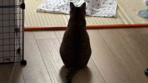 お母さんの仕事中、寝ている赤ちゃんに近付いて...　お姉ニャンの〝優しい子守り〟に5.9万人感動「尊い」