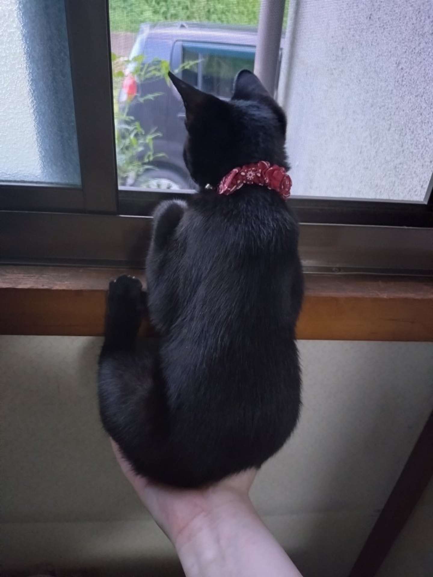 なこ（＠nekoda_222）さんの投稿より、再掲