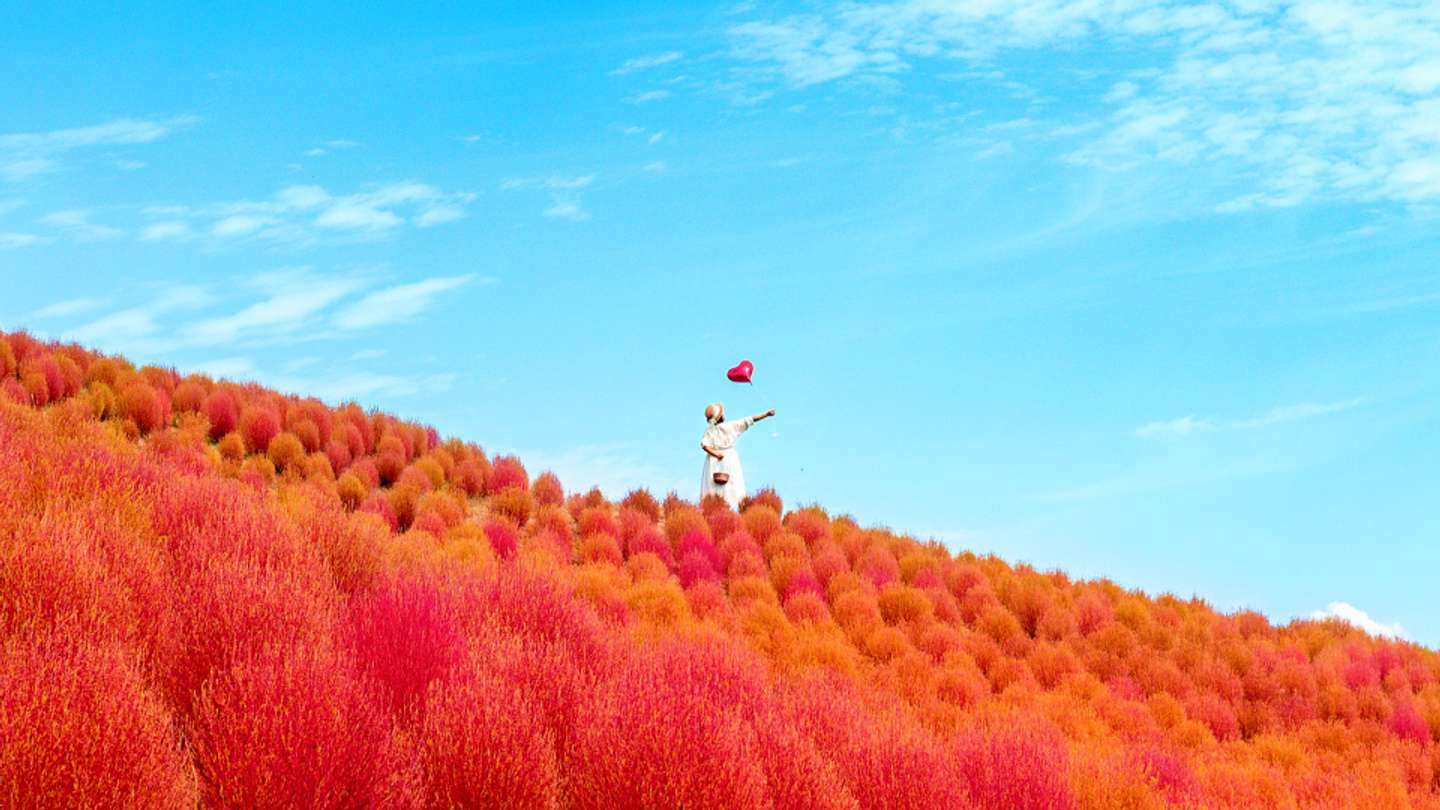 びわこ箱館山に広がる秋色の「天空の真っ赤なコキアの絨毯」（画像はプレスリリースより）