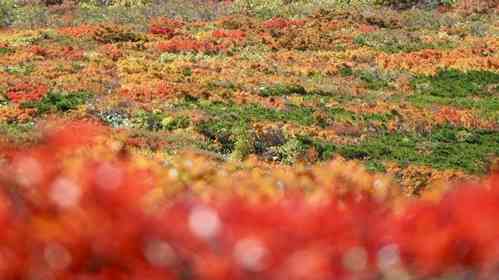 紅葉に染まる山肌が美しい　栗駒山の〝神のじゅうたん〟2026年は「当たり年」