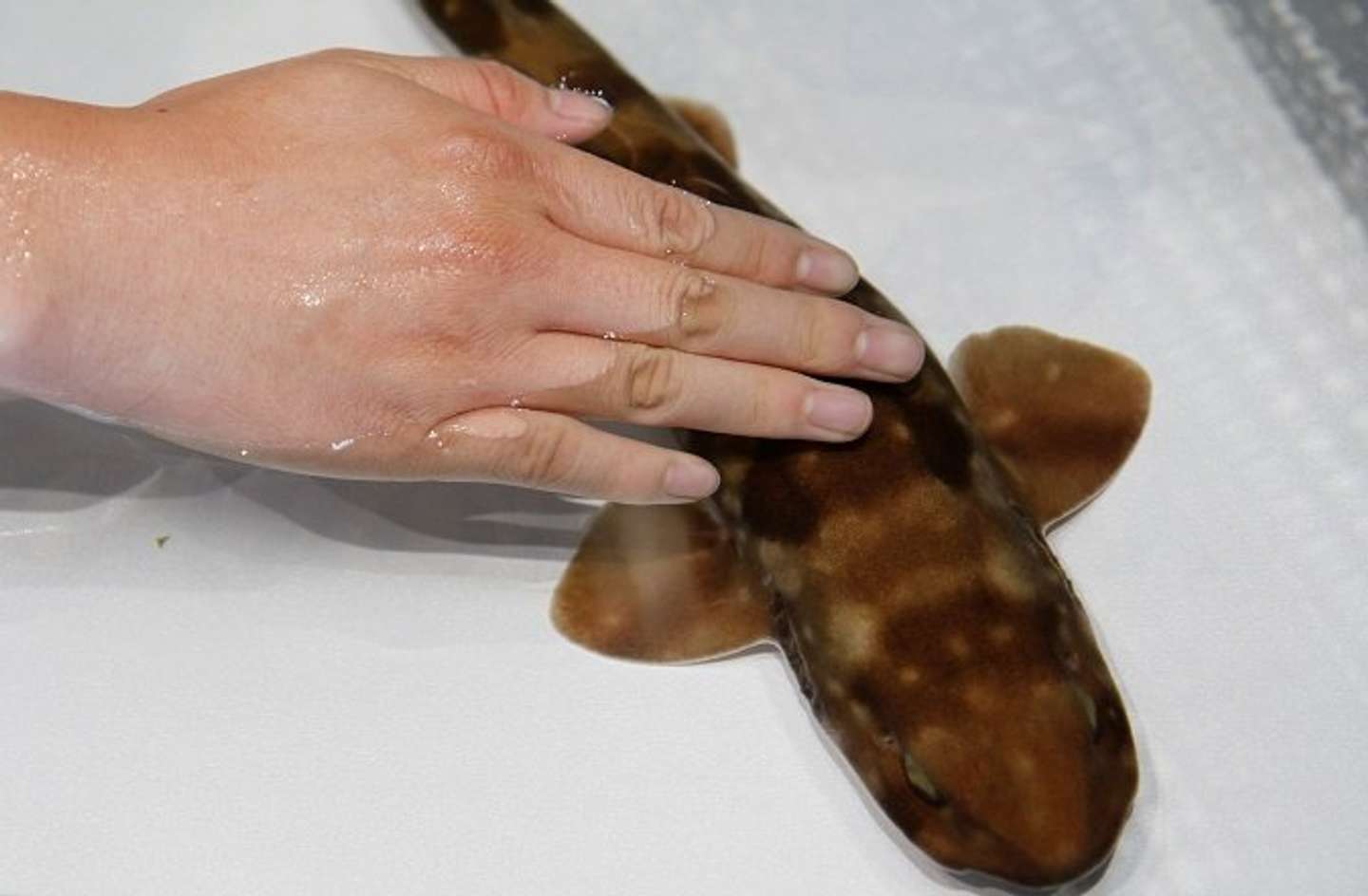 栃木でサメと触れ合おう（画像はプレスリリースより）