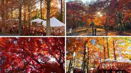 茨城〝泊まれる植物園〟で紅葉のただなかに眠る　「THE BOTANICAL RESORT 林音」で秋を満喫する特別プラン【11／1～30】