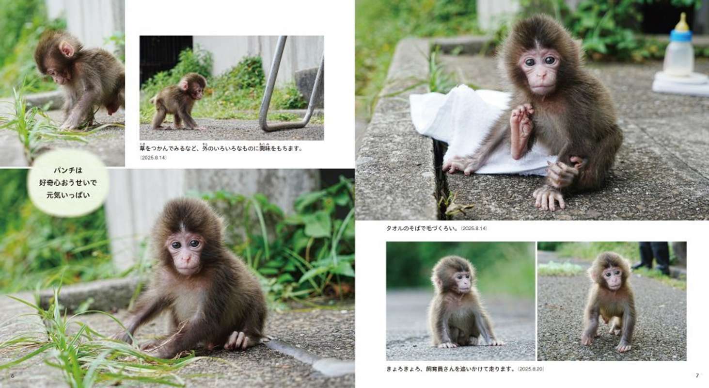 『がんばれ パンチ　子ザルの成長物語』（Gakken）