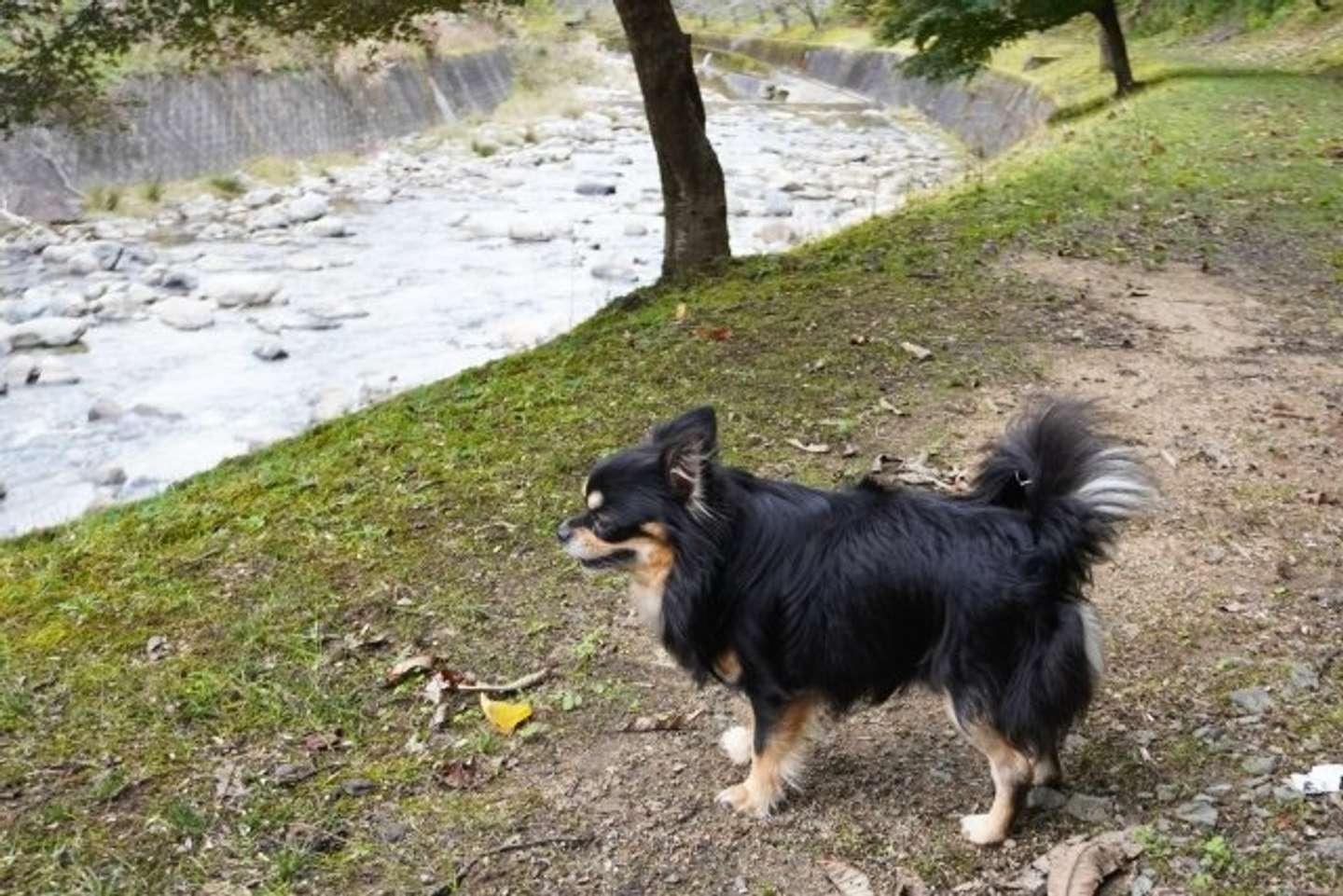 犬が逃げてしまって...（画像はphotoAC）