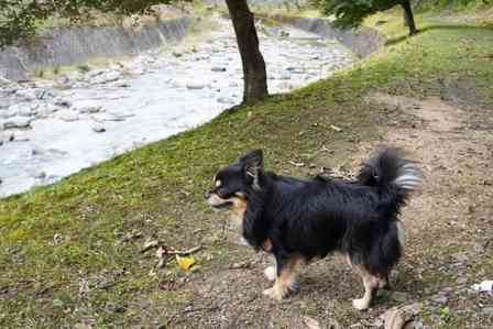 普段は停まらない場所に停まっている車。居なくなった愛犬を探す私が近づくと（鳥取県・女性）