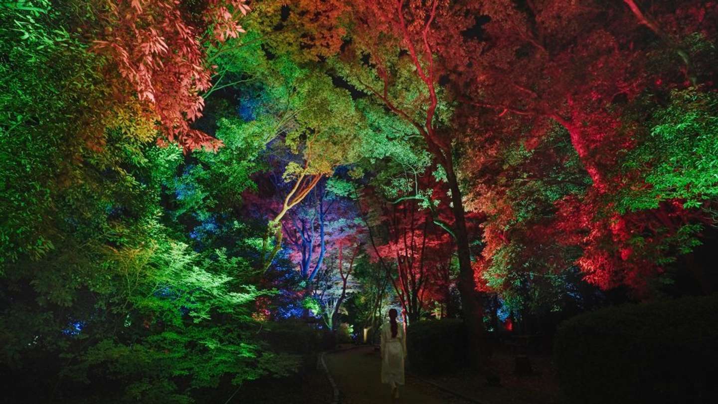 teamLab, Resonating Trees, 2014- （C)teamLab　*Photo from a previous exhibition ／ 過去の展示写真 *Shot in real space. No AI or CGI.